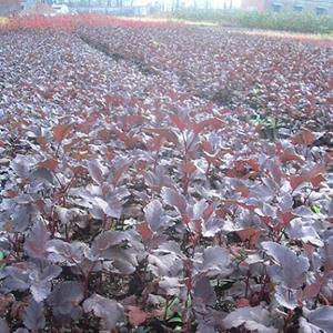 紫叶风箱果自产自销 紫叶风箱果种植基地 紫叶风箱果批发价格