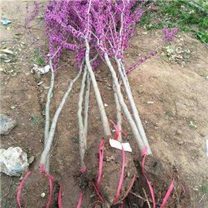 紫荆种植基地 紫荆自产自销 紫荆批发价格