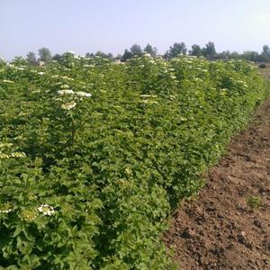 优质天目琼花，河北天目琼花专业批发基地