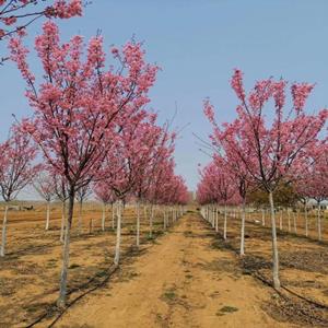 樱花树基地批发--价格低