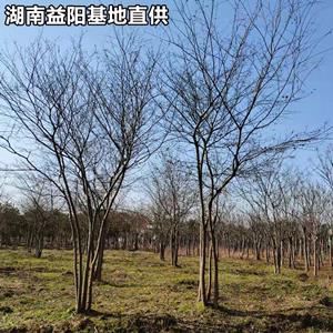 4-40公分丛生朴树 湖南益阳朴树基地批发价格