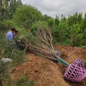 山东红叶碧桃基地9公分碧桃价格