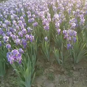 紫花鸢尾报价，定州紫花鸢尾，紫花鸢尾厂家