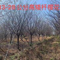 浙江高杆早樱基地 浙江早樱/樱花报价  南方早樱哪里多