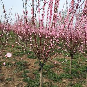 美人梅基地常年低价直销、优质美人梅价格