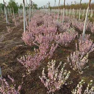 粉花麦里价格，粉花麦李价格，粉花麦李直销