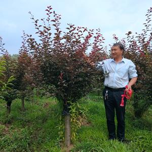 江苏美人梅价格 美人梅基地 美人梅供应 美人梅批发采购