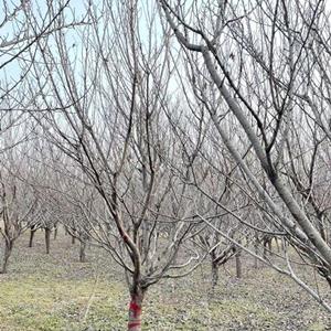 樱花哪里多?买樱花去哪里价格便宜？山西樱花种植基地