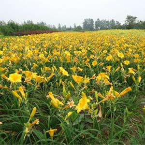 江苏大花萱草价格·大花萱草图片·大花萱草种植基地