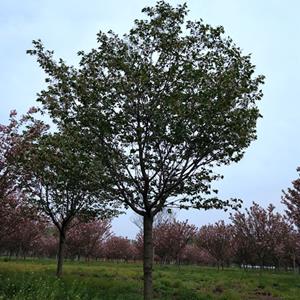 江苏樱花价格行情 日本樱花价格 樱花基地直销 樱花供应