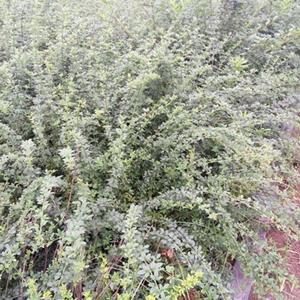 优质迎春花·迎春花图片·25-60公分迎春花种植基地