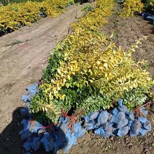 金叶女贞价格，定州金叶女贞，金叶女贞种植基地