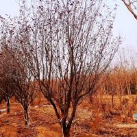 山西红叶李基地·地径10到15公分红叶李价格20公分红叶李多