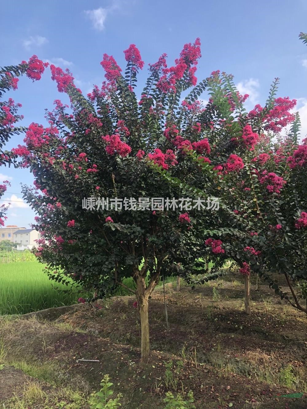 8公分精品美国红火箭紫薇 10公分精品美国红火箭紫薇
