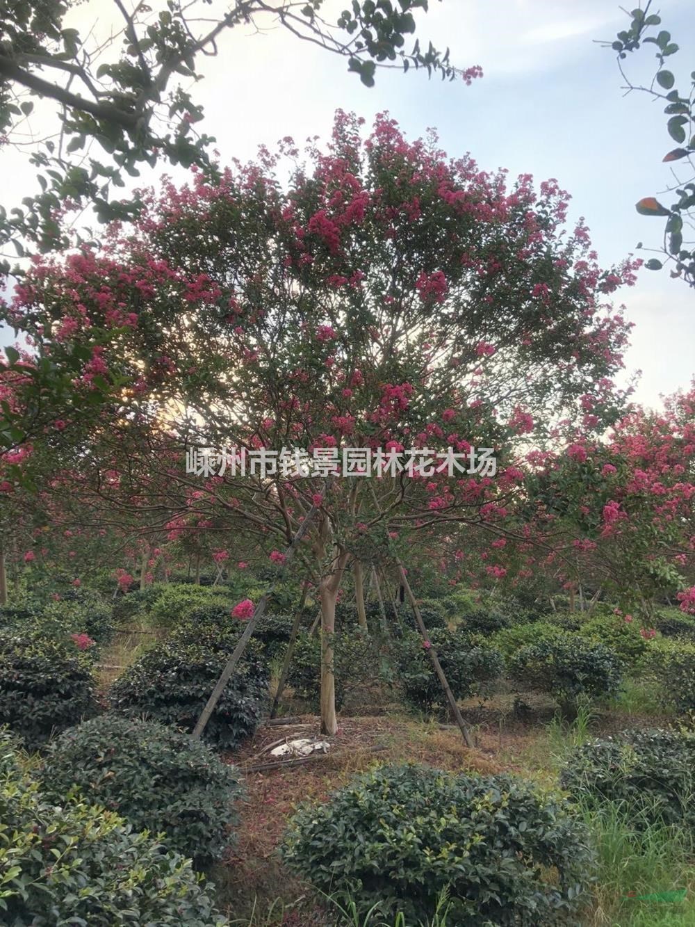 浙江地區供應10-16公分精品紅花紫薇