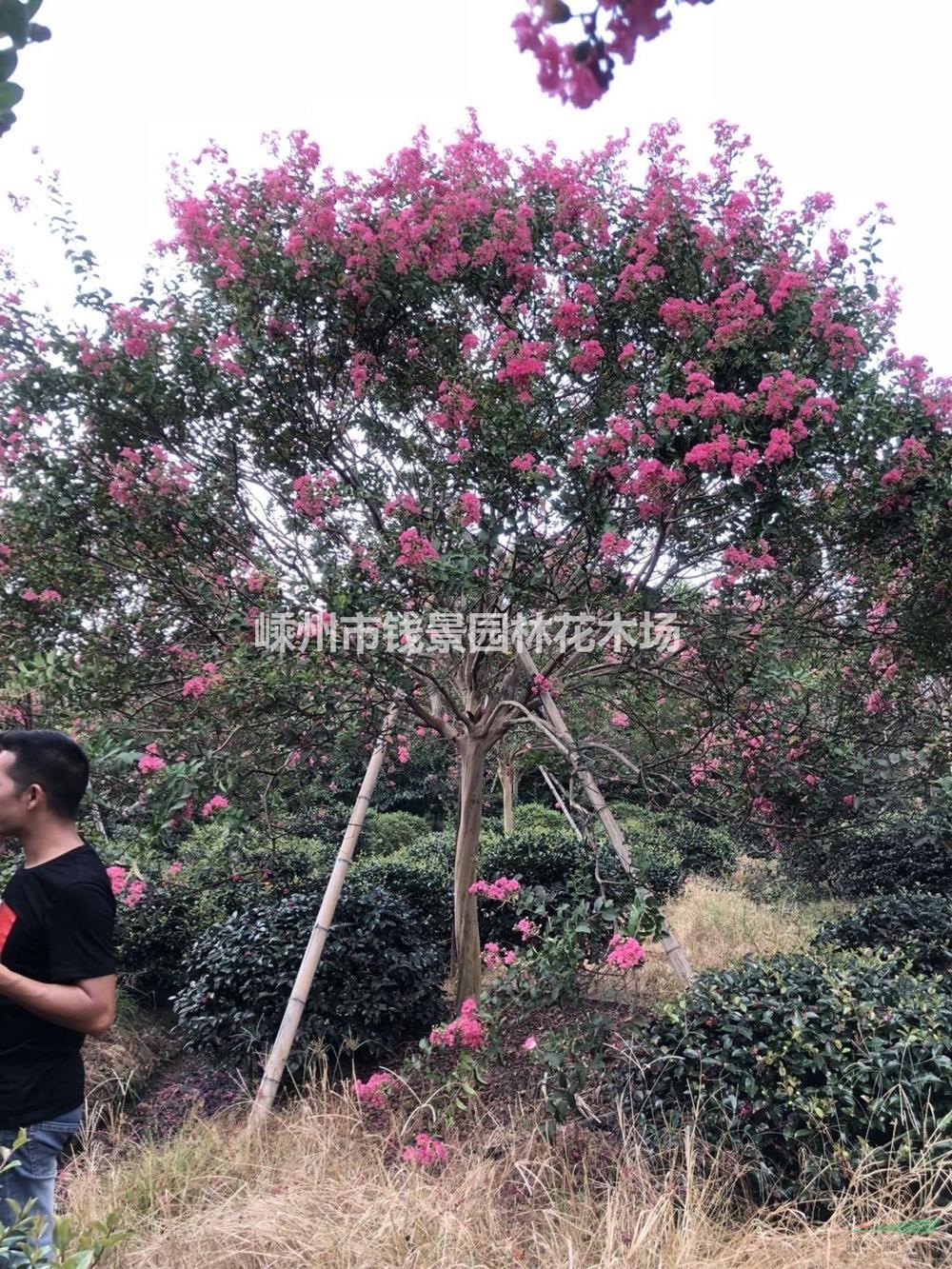 浙江地區供應10-16公分精品紅花紫薇