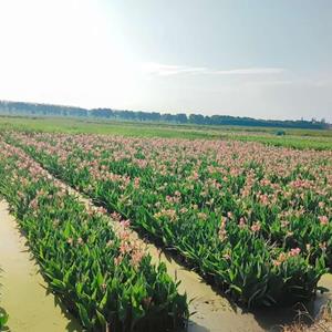 供应美人蕉、水葱、再力花等水生植物