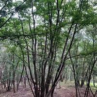 20公分丛生五角楓 22公分丛生五角楓 23公分丛生五角楓 25公分丛生五角楓