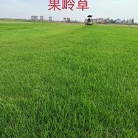 这是自家基地的果岭草图片实拍， 买可以到湖北荆州果岭草批发 