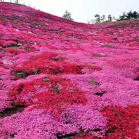 映山红花海 杜鹃花海 苗圃直销高度1米映山红 高度2米映山红杜鹃