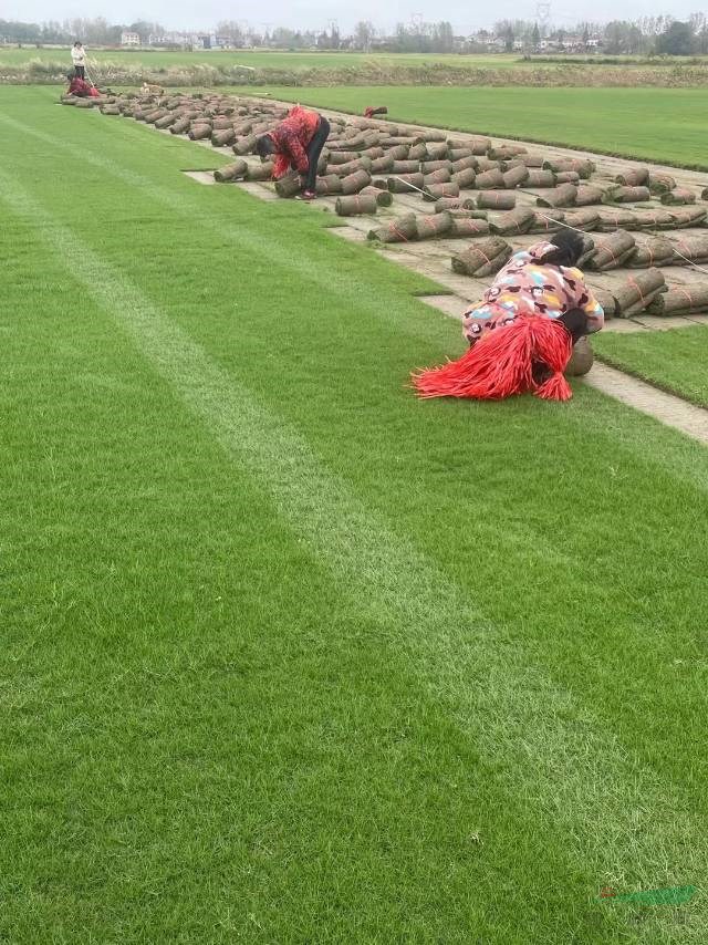 本基地大量供應馬尼拉草皮百慕大草皮