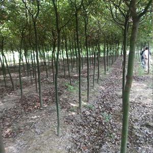 香樟树容器苗 绿化用香樟袋苗 市政行道树