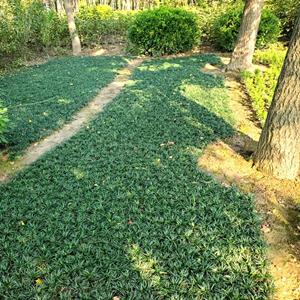 可供日本矮麦冬草一万斤 物流配送