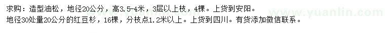 求购地径20公分造型油松、30量20公分红豆杉