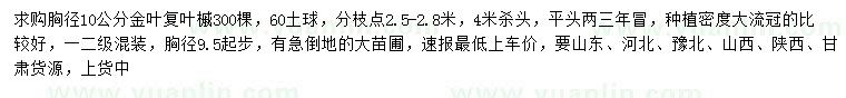 求购胸径9.5公分以上金叶复叶槭