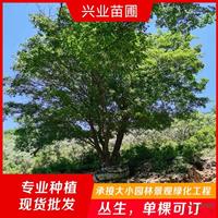 5杆丛生五角楓 6杆丛生五角楓 8杆丛生五角楓 丛生五角楓培育基地