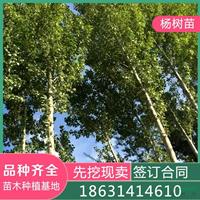 基地直供8公分杨树 9公分杨树 10公分杨树 12公分杨树苗