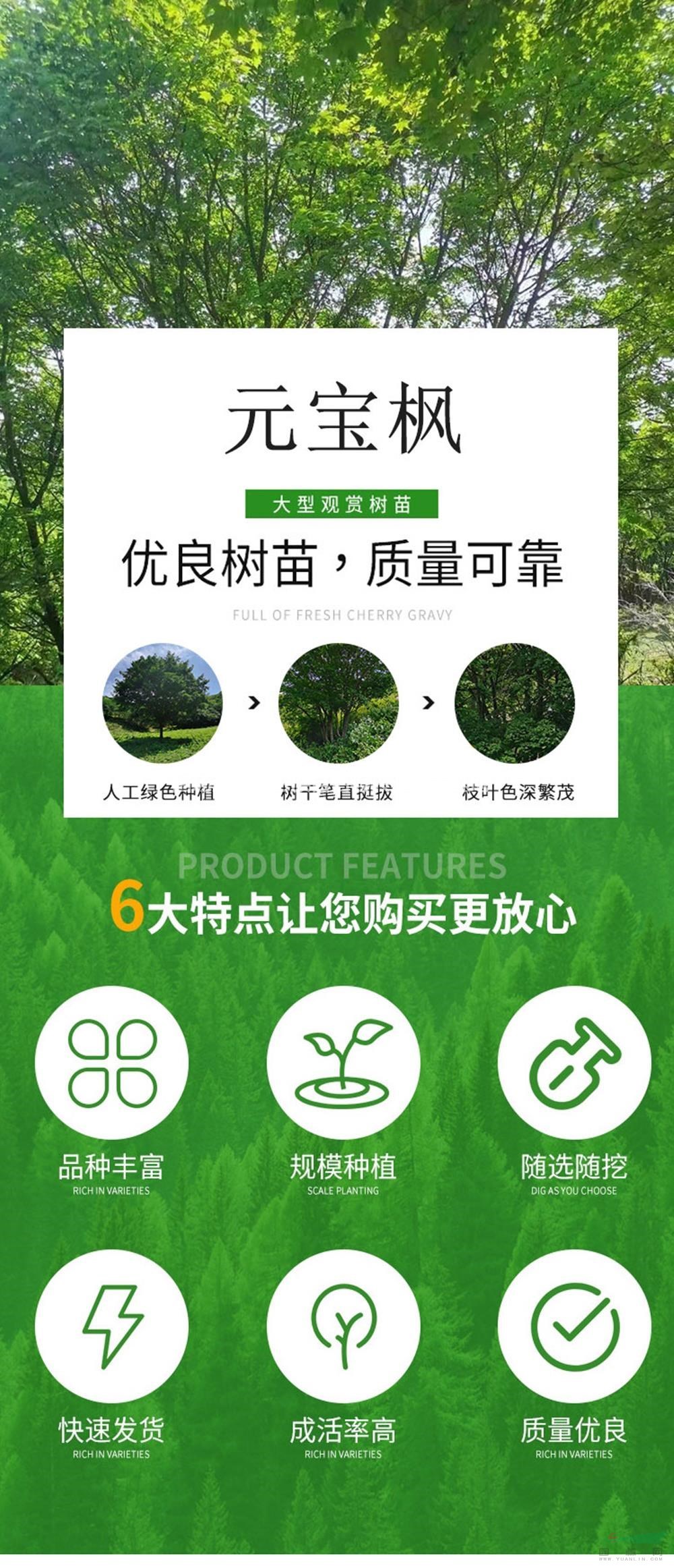 围场兴业苗圃大量供应胸径5-40公分单棵元寶楓 精品元寶楓