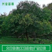 河北承德围场兴业苗圃大量供应胸径10-30公分山榆树