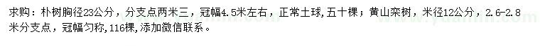 求购胸径23公分朴树、米径12公分黄山栾树