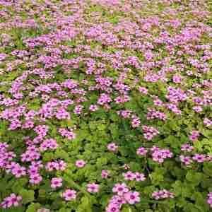 百万红花酢浆草 红花炸酱草 紫叶炸酱草年年快递