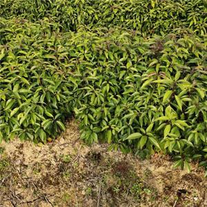香樟树苗价格 园林绿化工程香樟树 香樟小苗种植