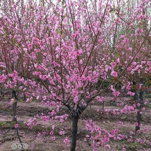 菊花碧桃，泰安菊花碧桃价格泰安市本昌园林绿化工程有限公司