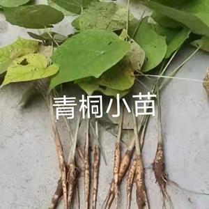 青桐小苗