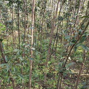 杜英种植基地 杜英小苗基地批发直销 杜英小苗出售