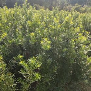 批发罗汉松树苗 罗汉松苗价格 罗汉松小苗基地