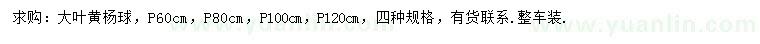 求购冠60、80、100、120公分大叶黄杨球