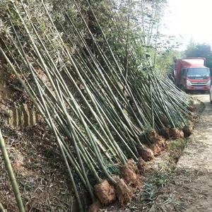 成都雷竹基地，细叶乌头雷竹，3-6公分雷竹大量出售