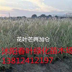 花叶芒两加仑价格_花叶芒图片_花叶芒基地_花叶芒产地