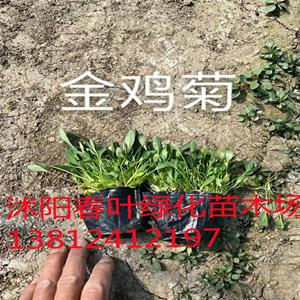 金鸡菊价格_金鸡菊图片_金鸡菊基地_金鸡菊产地