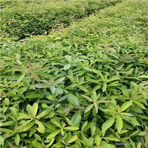 两年生木荷小苗 木荷小苗苗木基地 木荷苗供应