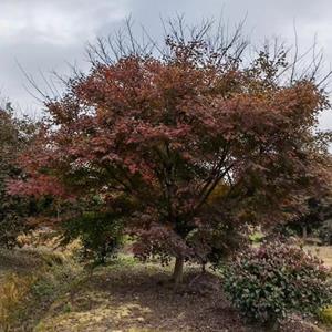 江苏沭阳鸡爪槭基地直供/江苏鸡爪槭价格/图片