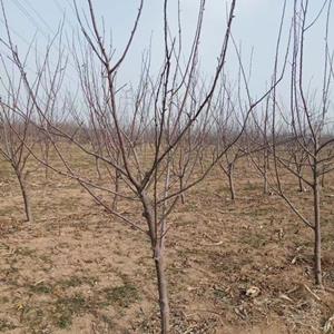 苹果树价格_苹果树图片_苹果树基地_苹果树产地