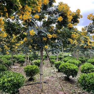 福建黄花槐哪里便宜/福建漳州黄花槐哪里优惠/福建黄花槐价格