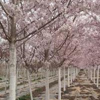 山东樱花 青岛樱花 山东青岛樱花大量批发 本基地专业培育各种