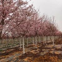 山东江户彼岸樱花 山东青岛江户彼岸樱花基地实拍出售